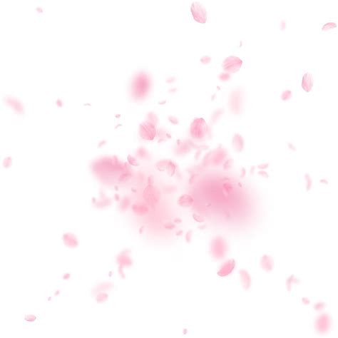 Sakura petals falling down romantic pink flowers explosion flying ...