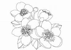 blumen malvorlagen kostenlos zum ausdrucken jung malvorlagen blumen kostenlos 2 malvorlagen blumen blumen malvorlagen kostenlos zum ausdrucken jung malvorlagen blumen kostenlos 2 malvorlagen blumen