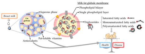 Breast Milk Lipids and Fatty Acids in Regulating Neonatal Intestinal ...