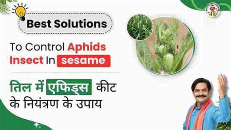 Managing Aphids in Sesame | Expert Solutions