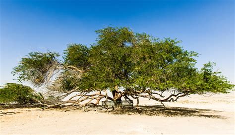 Tree Of Life Bahrain Garden Of Eden | Fasci Garden