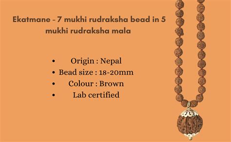 Ekatmane Seven(7) Mukhi Nepali Rudraksha Bead in 5 Mukhi Rudraksha Mala ...