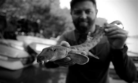 For The First Time Ever, A Precious Breed Of 'Walking Shark' Is ...