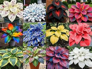 AVRAJIT IMPORTED Multicolor Hosta Flower seeds Home & Garden Seed Price ...