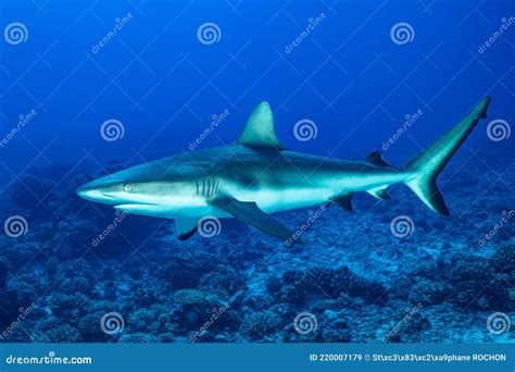 Grey Reef Shark