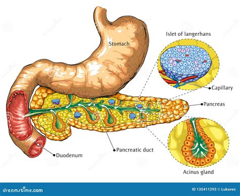 Pancreas And Cell With Glucose Channel And Insulin Receptor Vector ...