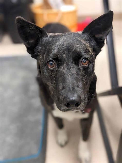 Humane Society of Truckee-Tahoe Pet of the Week: Lilah ...