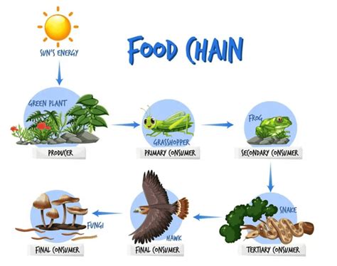 Nutrition in Plants Class 7 Worksheet Science Chapter 1
