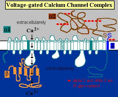 Image result for Calcium Channel Complex