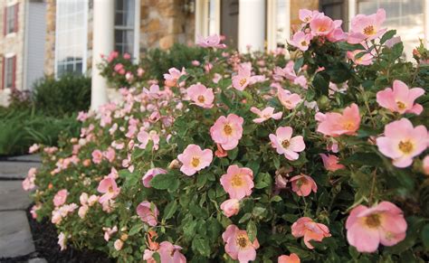 The Family — The Knock Out® Family of Roses