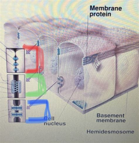 Rezultat imagine pentru Intercellular Junctions