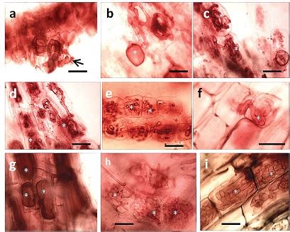 Root-fungal associations in plants from home gardens of Tripura ...