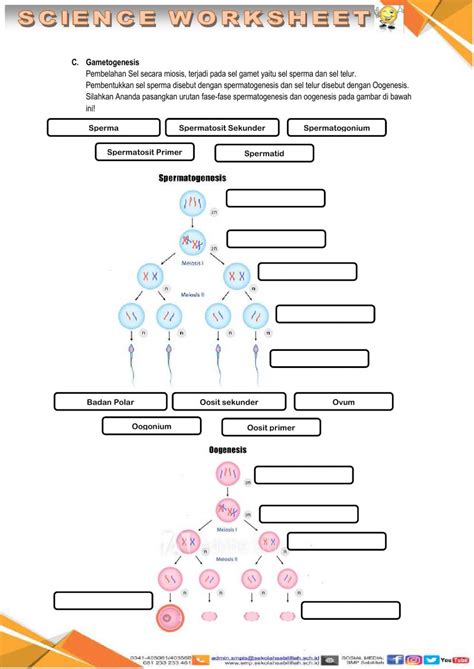 Free Lesson Biology Cell Divison 的图像结果