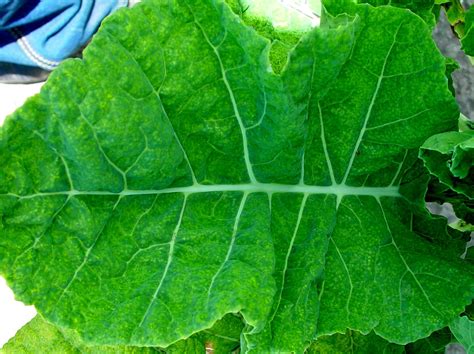 Cauliflower Mosaic Virus | Infonet Biovision Home.