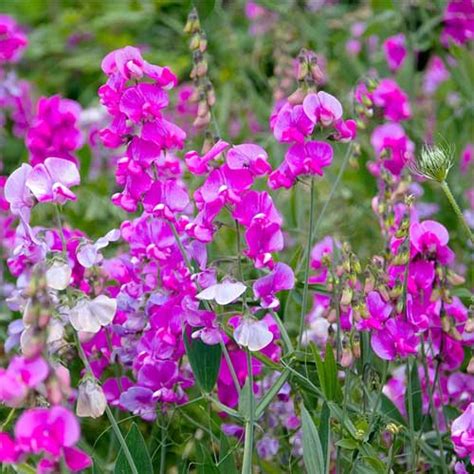 Sweet Peas Seeds – Colorful Trailing Blooms for Winter Borders | Golden ...