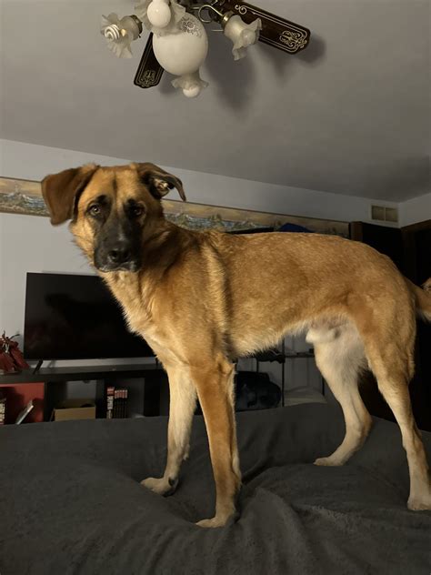 Bruno - Oshkosh Area Humane Society