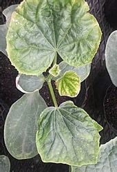 Image result for Testing Code for Hand Phone