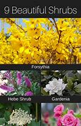 Image result for Flowering Bushes and Shrubs Names