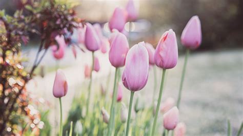 Download wallpaper 2560x1440 tulips, flowers, buds, pink, macro ...