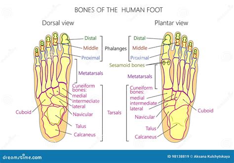 Anatomy_bones of the Human Foot Dorsal and Plantar View Stock Vector ...