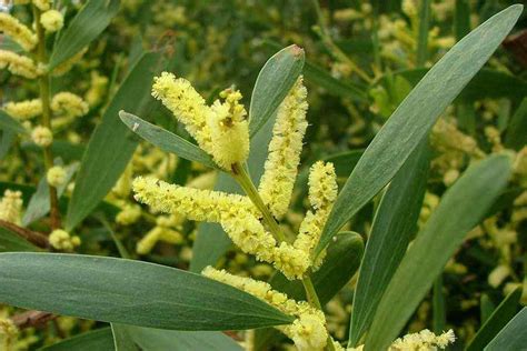Coastal Wattle Tree: The Hidden Gem of Coastal Ecosystems and How to C ...