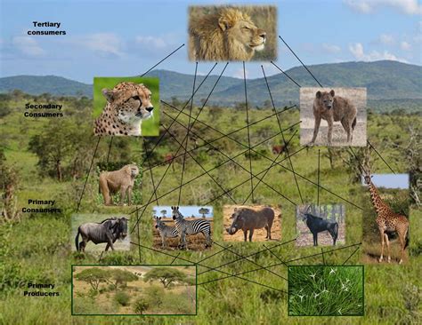 African Savanna Food Chain Diagram