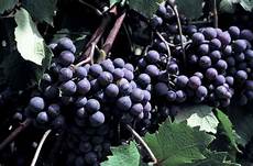 viti in vaso viti in vaso vite francese nera viti in vaso viti in vaso vite francese nera