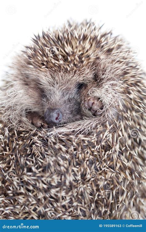The Wild Young Hedgehog Curled into a Ball Stock Image - Image of ...