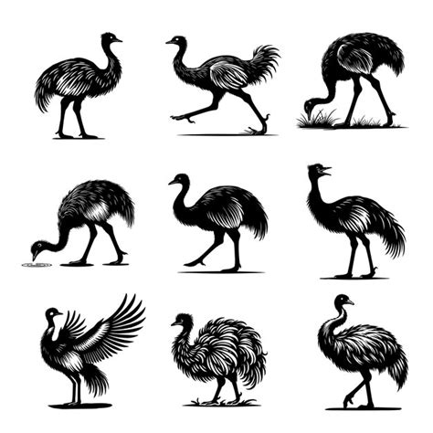 Collection of greater rhea vector illustration rhea americana bird ...