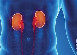 Image result for renal