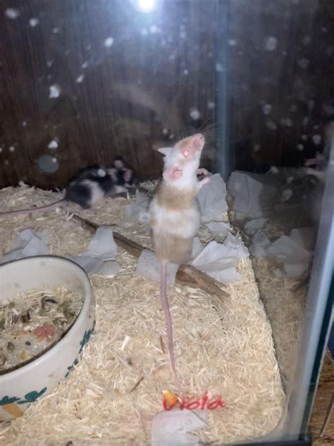 how in the world is she pregnant????? got her 37 days ago and she's had ...