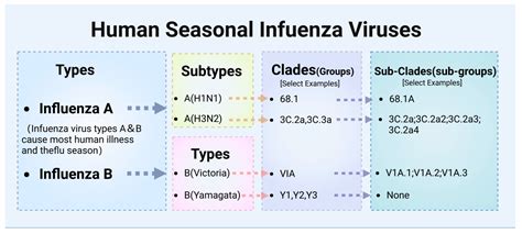Advantages of Broad-Spectrum Influenza mRNA Vaccines and Their Impact ...