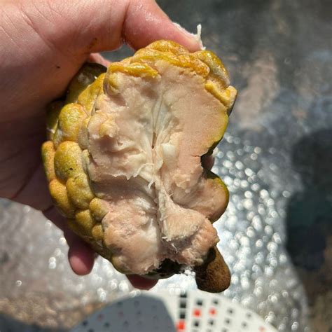Pink Turkey Head Sugar Apple Live Plant ( Anonna reticulata " Pink tur ...