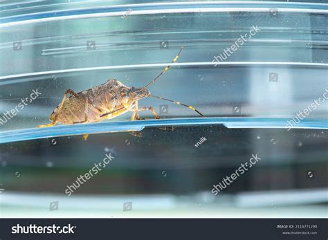 Image result for Giant Insect Lab Gallery