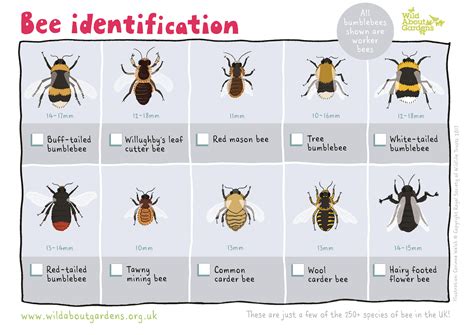 Bee identification sheet | Bee identification, Bee, Bumble bee