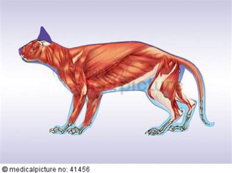Muscles Of A Cat