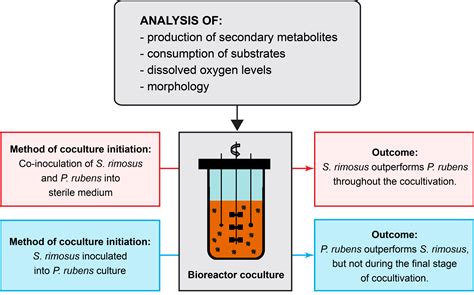 Effects of the Coculture Initiation Method on the Production of ...
