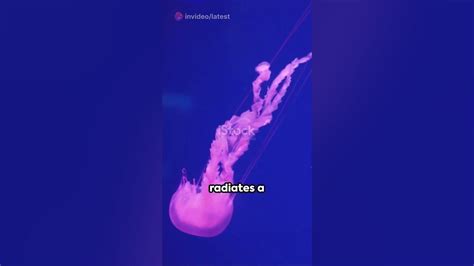 Alien Fish 的图像结果