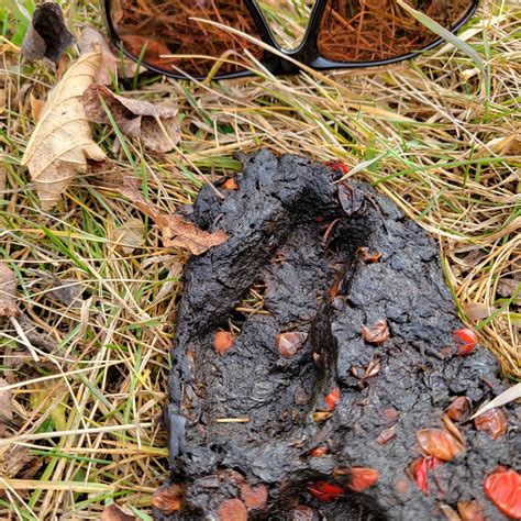 Tracks in bear scat, Canadian prairies : r/AnimalTracking