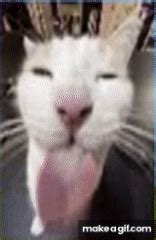 Image result for Cat Coding at Computer
