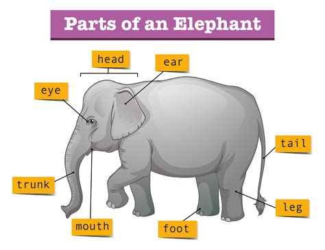 Elephant Body Parts Diagram at viinellieblog Blog