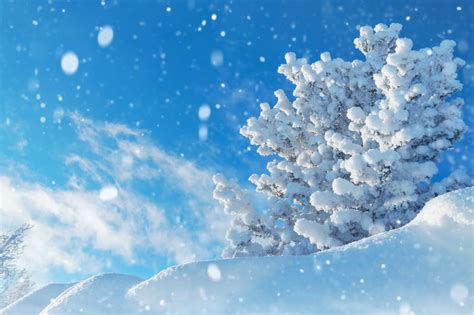 冬天的风景白雪皑皑的松树天空中有云素材-高清图片-摄影照片-寻图免费打包下载