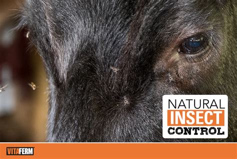 How to Control Insect 的图像结果