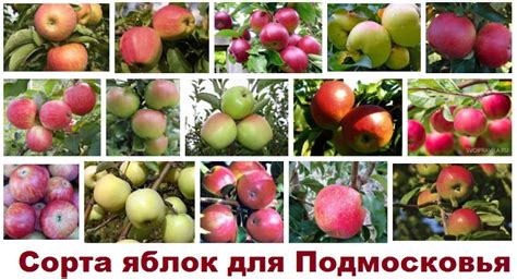 Показать Сорта Яблок Фото С Названием — Картинки фотографии