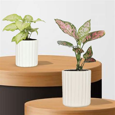 Lasaki Herb White Set of 2 Ceramic Pots for Indoor Plants, Planters ...
