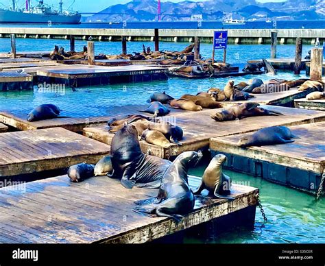 Fisherman’s wharf sea lions San Francisco Stock Photo - Alamy