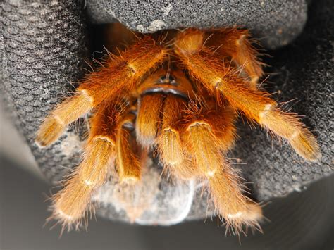 My beloved Samurai, cutest OBT ever : r/tarantulas