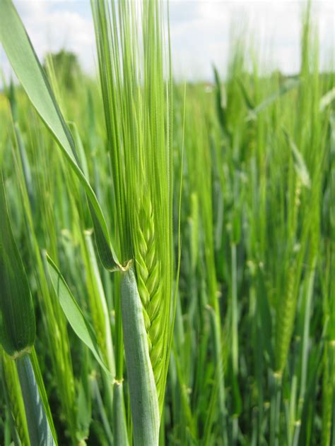 Free Images : lawn, barley, spring, green, produce, crop, agriculture ...