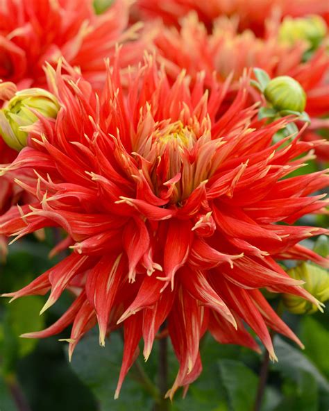 Dahlia 'Show 'n' Tell' tubers — Buy online at Farmer Gracy UK