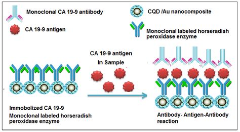 IJMS | Free Full-Text | CA 19-9 Pancreatic Tumor Marker Fluorescence ...